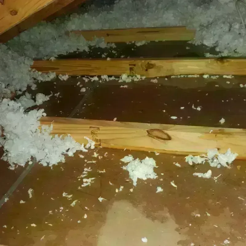 Attic Water Damage in Asherton, TX